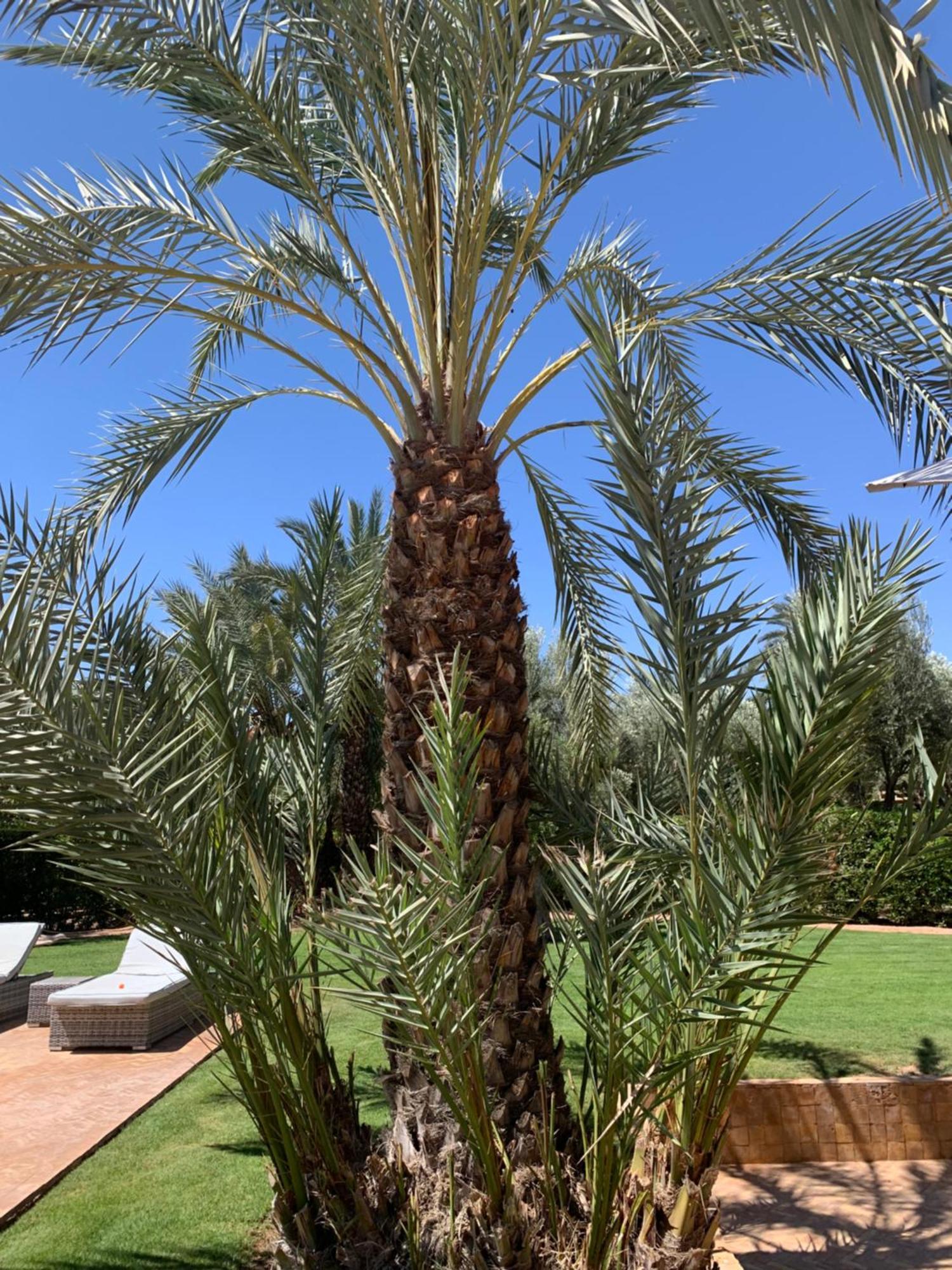Villa Avec Piscine Privatisee A La Palmeraie Marrakesh Extérieur photo